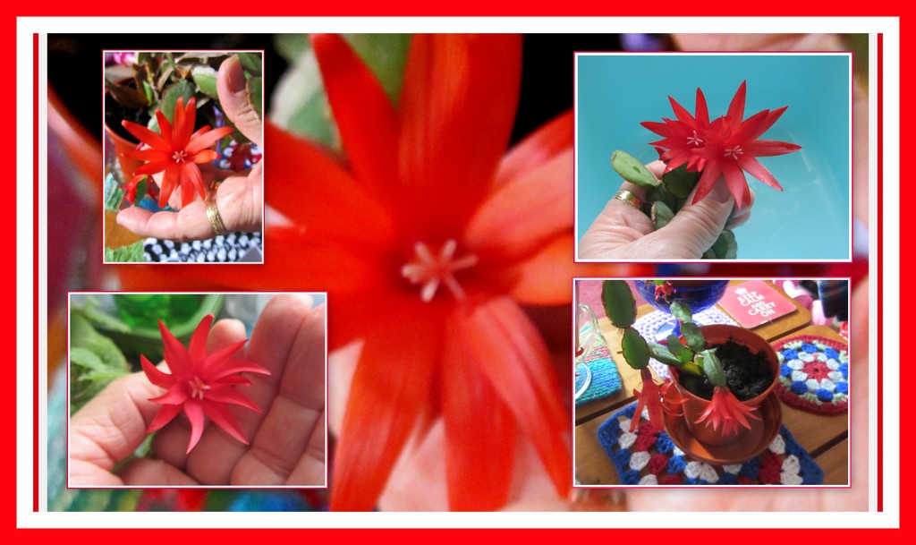 Flowering orange cactus collage. by grace55