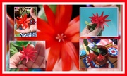 3rd May 2019 - Flowering orange cactus collage.