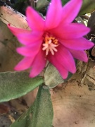 3rd May 2019 - Cactus flower