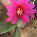Cactus flower by pandorasecho