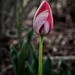 Tulip by ramr