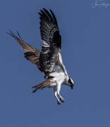 3rd May 2019 - Osprey Talons At the Ready