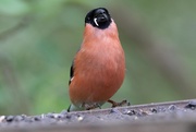 3rd May 2019 - Male Bullfinch filling the frame