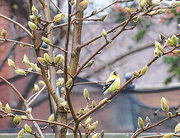 3rd May 2019 - Bird and Buds