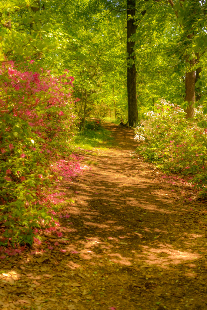 walking through the azaleas by jernst1779