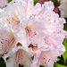 Early Spring Rhodie by clay88