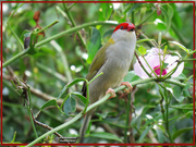 3rd May 2019 - Red Browed Finch