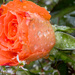 Sweetheart Rose by seacreature