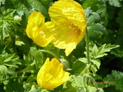 3rd May 2019 - Welsh poppies ....