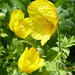 Welsh poppies .... by snowy