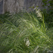 weeds by parisouailleurs