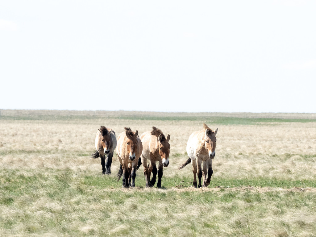 A day with wild horses by phmlq