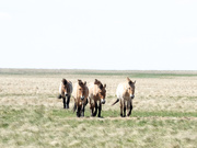 30th Apr 2019 - A day with wild horses