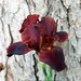 Chocolate Iris by grannysue