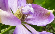 3rd May 2019 - clematis in my garden in may