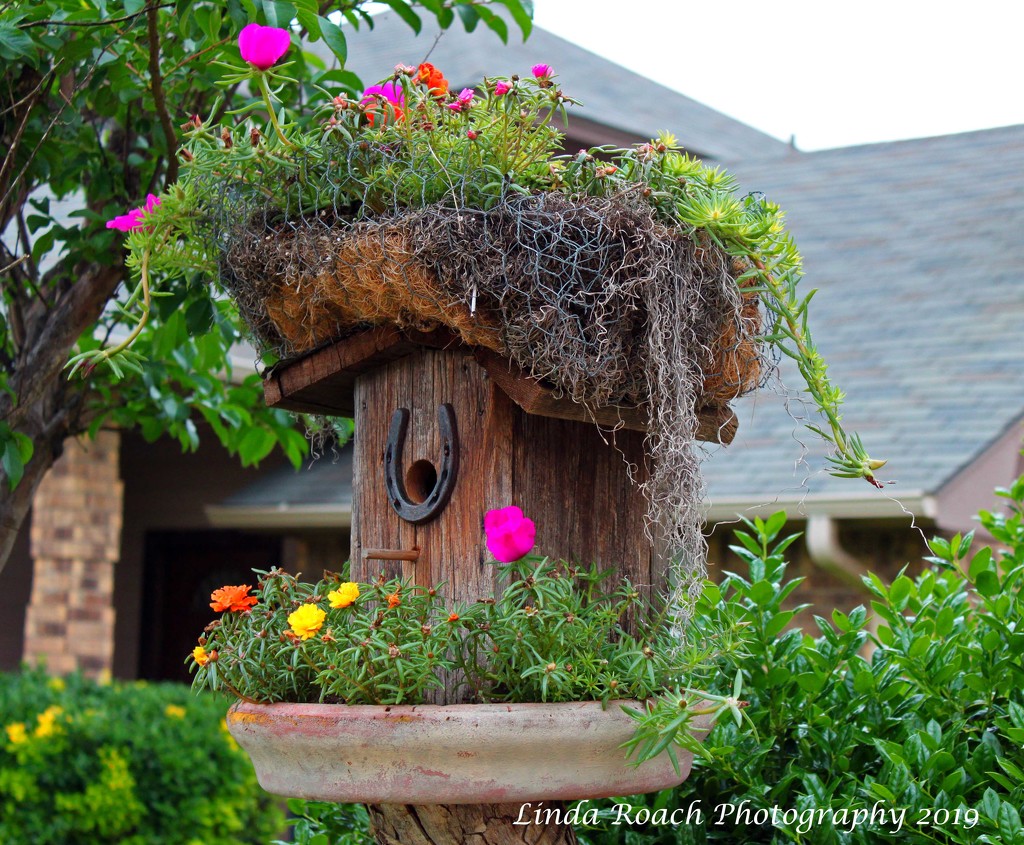 Birdhouse and Moss Rose by grannysue