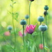 Baby Poppies  by sunnygirl