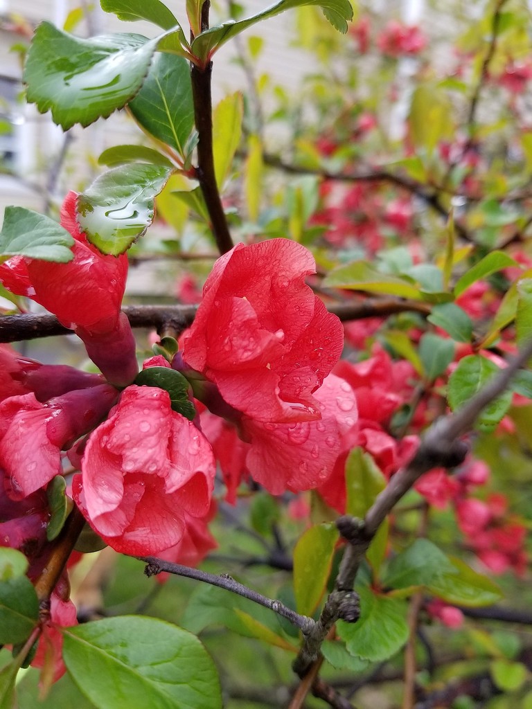 Quince Blossoms. by meotzi