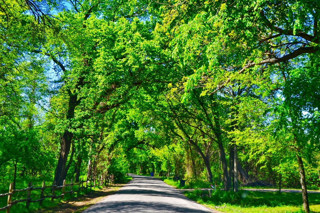 Is there anything prettier than a tree covered lane in springtime?  by louannwarren