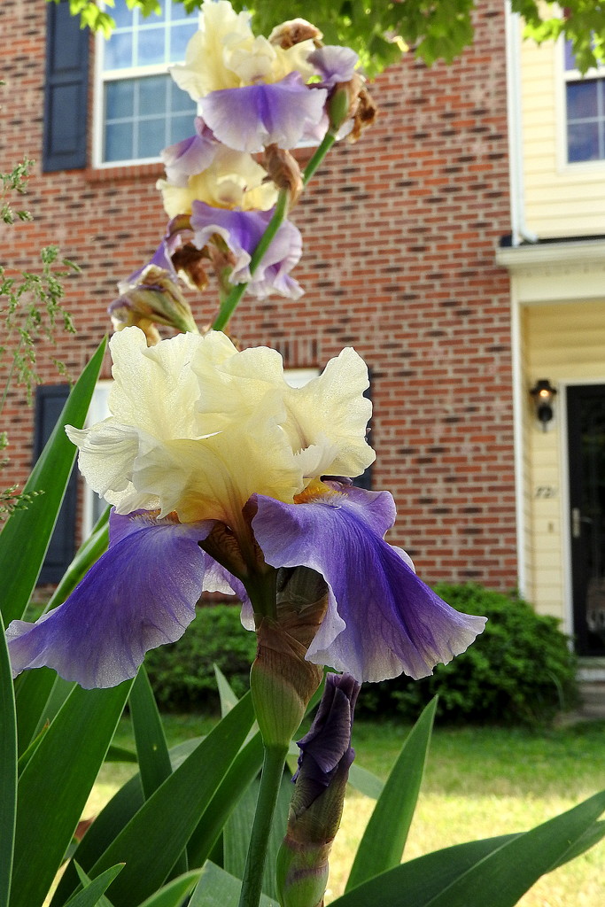 My iris by homeschoolmom