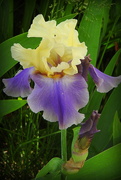 3rd May 2019 - Two irises