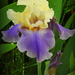 Two irises by homeschoolmom
