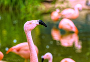 3rd May 2019 - Flamingo Friday '19 12