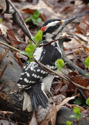 2nd May 2019 - Hairy Woodpecker