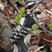Hairy Woodpecker by annepann