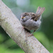 Baby Sparrow by cjwhite