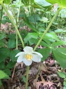 28th Apr 2019 - mayflowers near the magnolia bog in barcroft park on hike no. 10