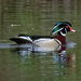 wood duck closeup by rminer