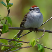 3rd May 2019 - chipping sparrow 