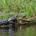 Painted turtles basking by rminer