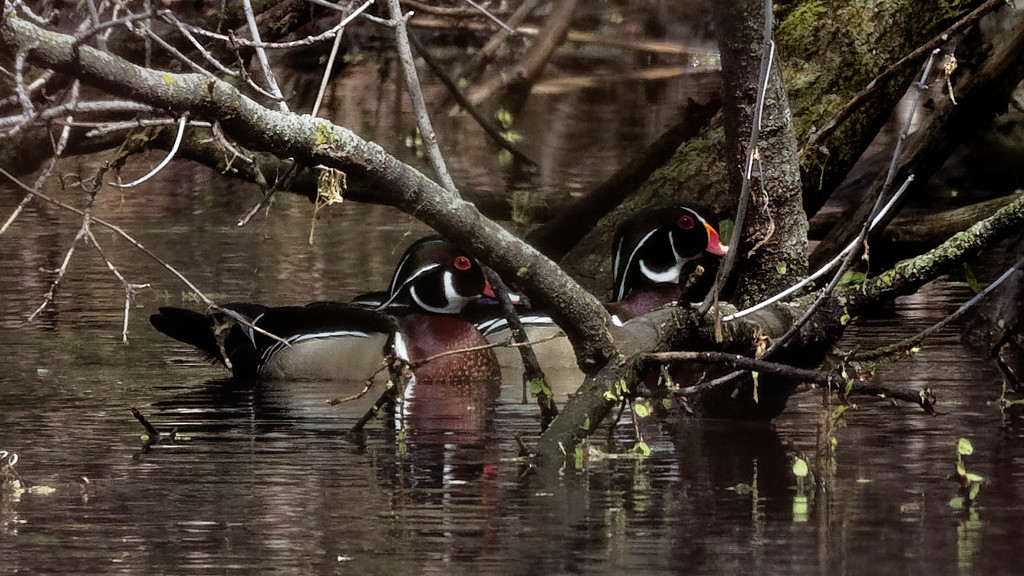 wood ducks hiding by rminer