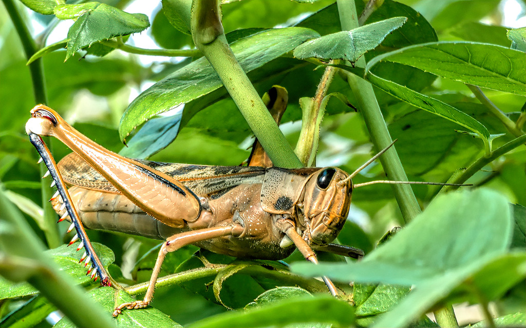 A locust hiding by ludwigsdiana