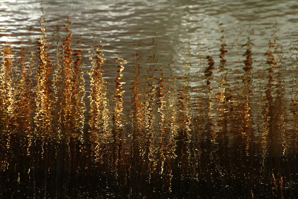 autumn reed by wenbow