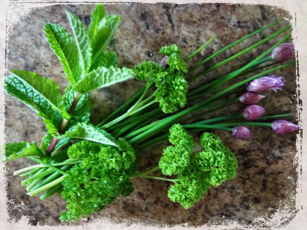 Herbs from the garden by beryl