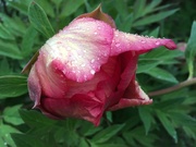 4th May 2019 - The first peony 