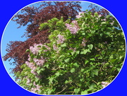 4th May 2019 - A collage of Beech and lilac.