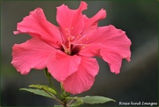 4th May 2019 - First hibiscus flower