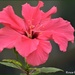 First hibiscus flower by rosiekind
