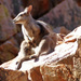  Black Footed Rock Wallaby by judithdeacon
