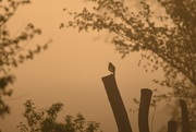 4th May 2019 - Meadowlark Sings in a Foggy Sunrise