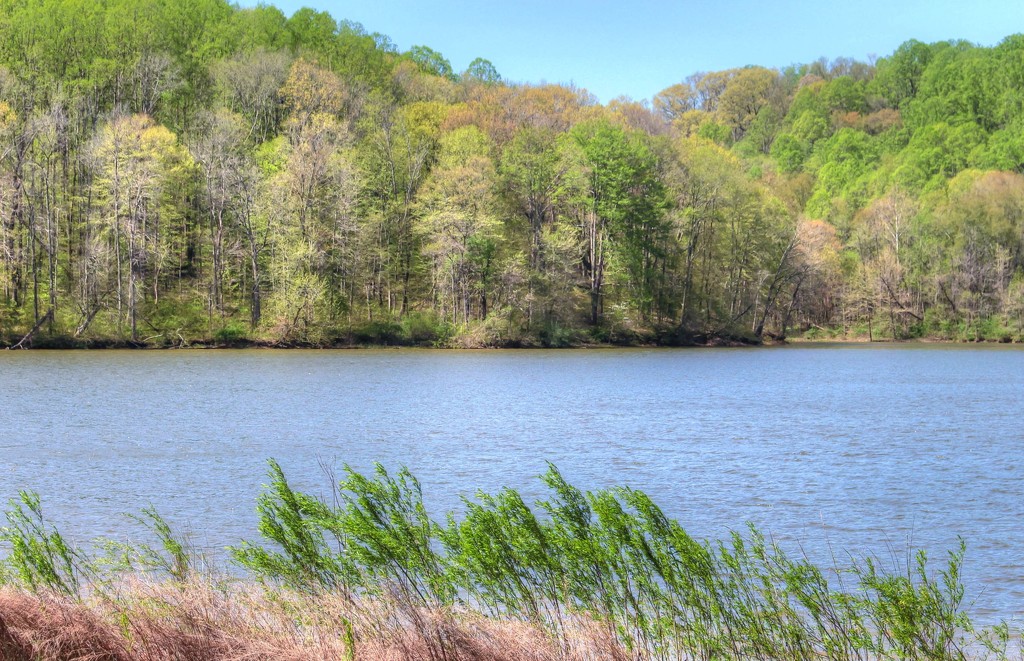 Lake at Salt Fork State Park by mittens