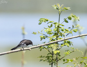 4th May 2019 - Black Phoebe Having a Snack