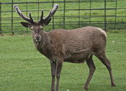 4th May 2019 - Stag 