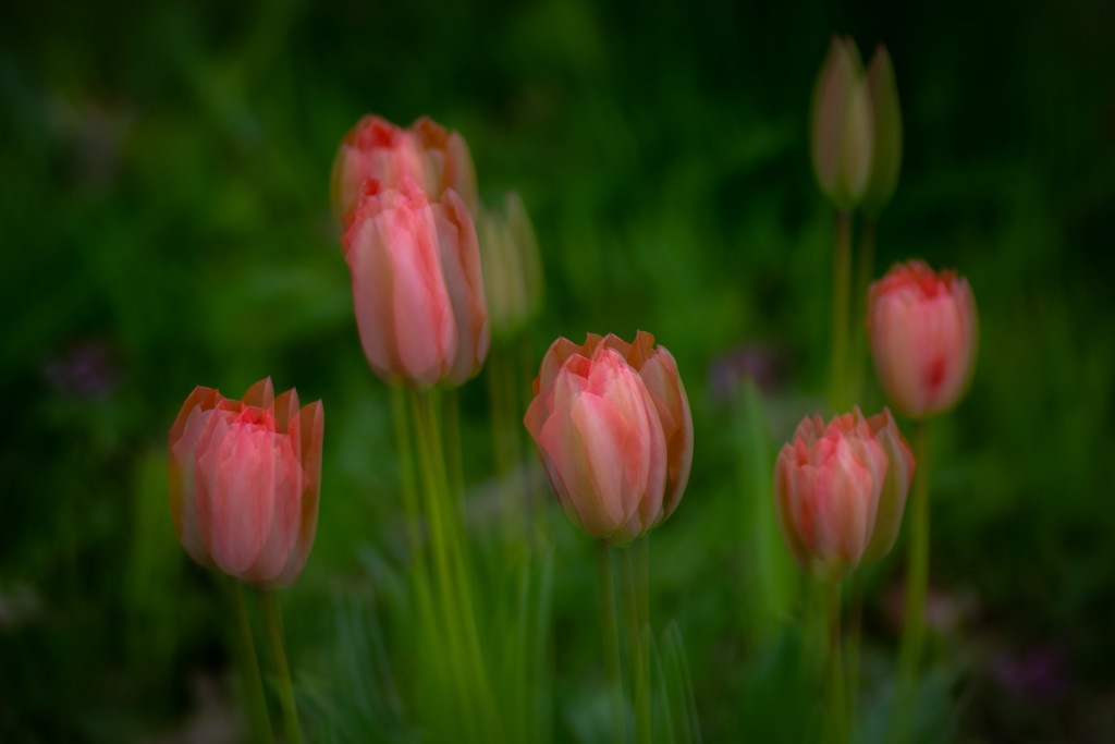 patterson tulips by jackies365