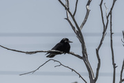 2nd May 2019 - Raven