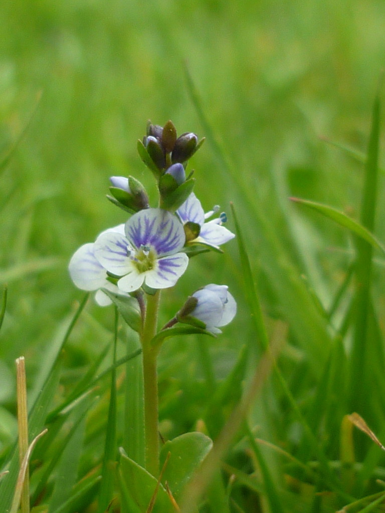 Speedwell? by countrylassie